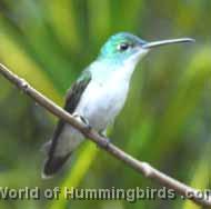 Hummingbird Garden Catalog: Andean Emerald